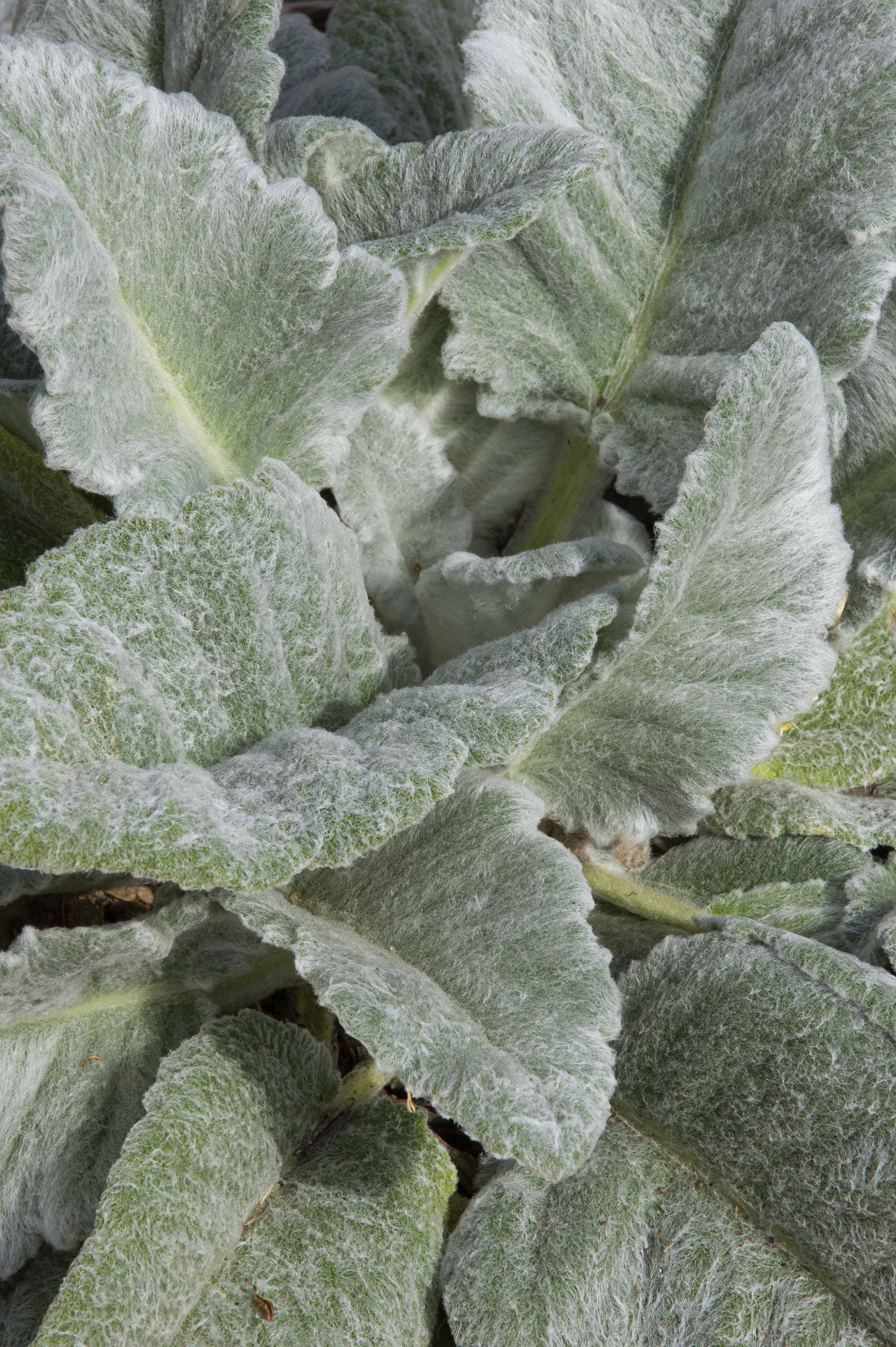 Silver Sage